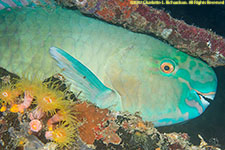 parrotfish