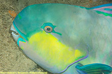 parrotfish