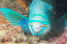 parrotfish