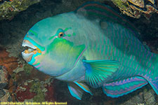 parrotfish