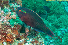 parrotfish