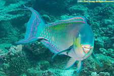 parrotfish