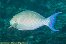 parrotfish