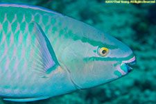 parrotfish