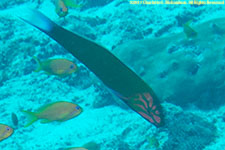 wrasse