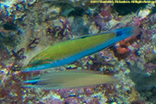 wrasse