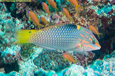 wrasse