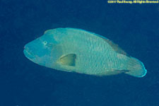 Napolean wrasse