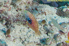 wrasse