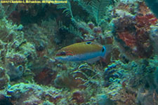 wrasse