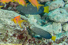 wrasses