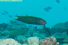 wrasse