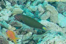 wrasse