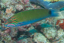 wrasse