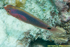 wrasse