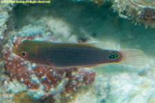 wrasse