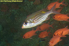 squirrelfish