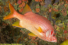 squirrelfish