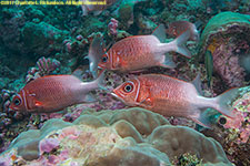 squirrelfish