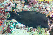 surgeonfish