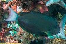 surgeonfish