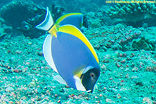 surgeonfish