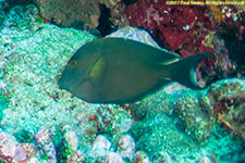 surgeonfish