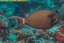 surgeonfish