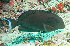 surgeonfish