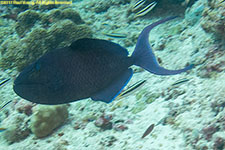 triggerfish