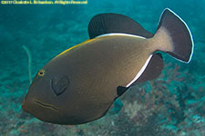 triggerfish