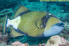 triggerfish