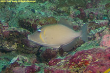 triggerfish