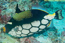 triggerfish