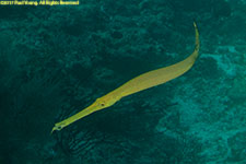 trumpetfish