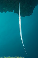 cornetfish