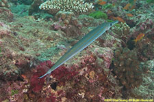 cornetfish