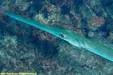 cornetfish