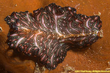 flatworm