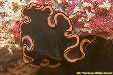 flatworm