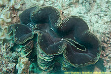 giant clam