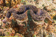 giant clam