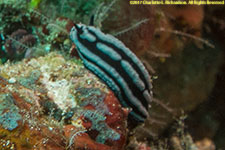 nudibranch