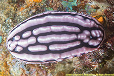 nudibranch