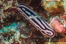 nudibranch