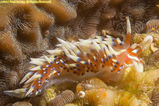 nudibranch