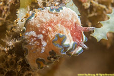 nudibranch