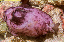 nudibranch