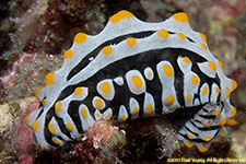 nudibranch