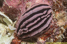 nudibranch